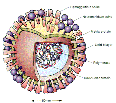 estructura virus